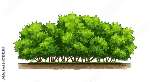 green tree isolated on white background