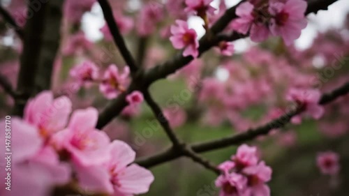 Blooming flowers sakura tree in spring video 4k. pink cherry blossom petals, springtime trees, blooming flowers, blurred background, 