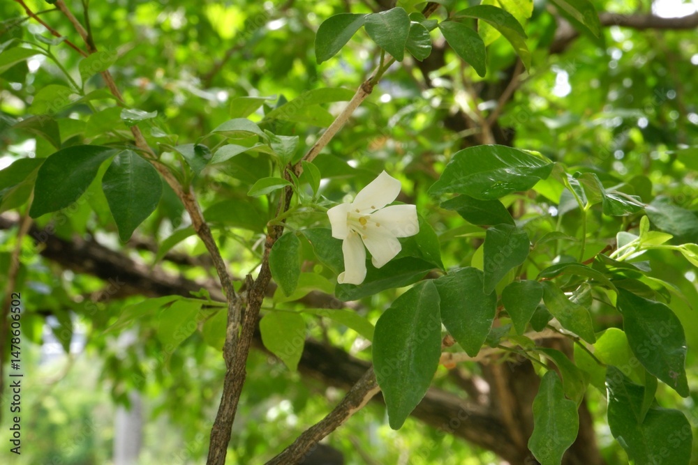 Obraz premium Close-up of Orange jasmine after rain.