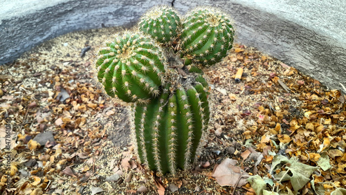 Cactus
