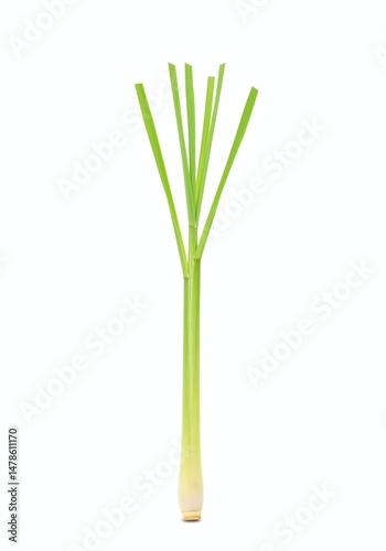 Lemongrass Stalk Isolated on White Background for Culinary Use