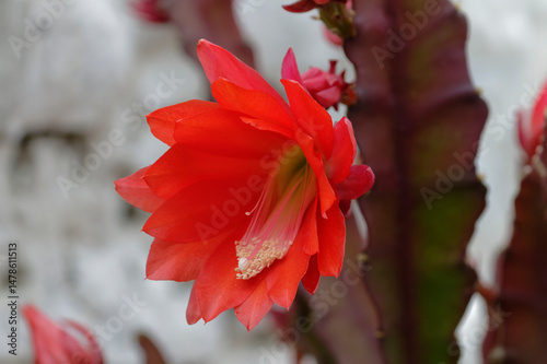 epiphyllum, orchid cactus photo