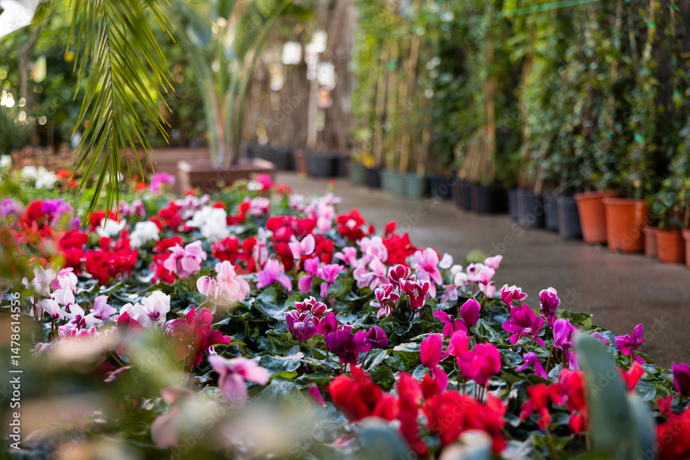 Fototapeta premium Plantation of Cyclamen persicum bushes blooming with pink, magenta and carmine flowers grown in pots for sale in hothouse. Popular ornamental plant for home decor