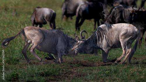 Photography two wildebeest fighting with their horns in serengeti
