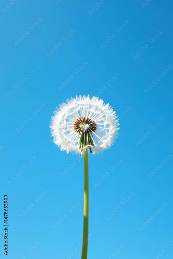 Obraz premium A solitary dandelion seed head against a vibrant blue sky, showcasing the delicate beauty of nature's ephemeral wonders.
