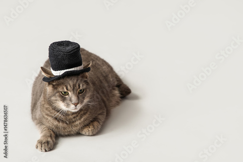 Cute cat in knitted hat lyi...