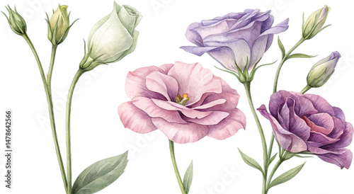 Watercolor Lisianthus Flowers