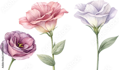 Watercolor Lisianthus Flowers
