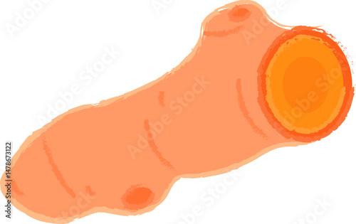 Turmeric Root Hand-Drawn Illustration