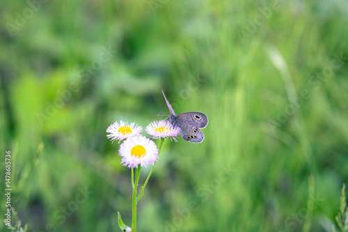 Delicate Moment of a Japanese Ringlet Butterfly on Harujion