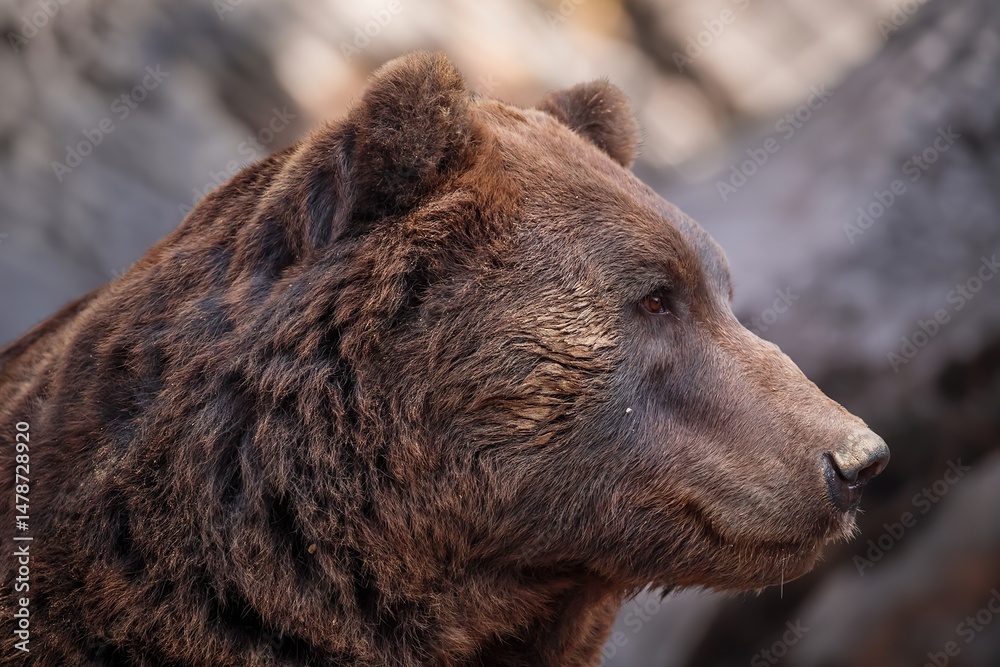 Fototapeta premium Kamchatka brown bear