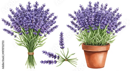 Watercolor Lavender: Botanical Illustration of Tranquil Blooms