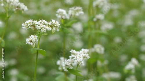 そばの花のクローズアップ 5倍スローモーション