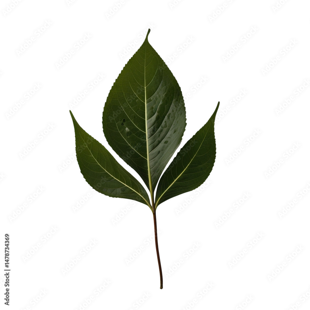 Fototapeta premium Single leaves isolated white background PNG