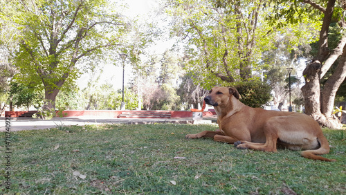 Brown dog in the park of San Rafael