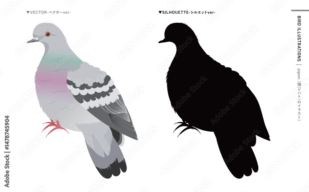 鳩やドバト(カワラバト)などの野鳥シルエットとリアルなカラーベクターイラスト:ハトのエサやり禁止・注意などにも使える