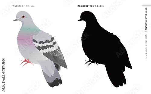 Obraz na płótnie 鳩やドバト(カワラバト)などの野鳥シルエットとリアルなカラーベクターイラスト:ハトのエサやり禁止・注意などにも使える w salonie