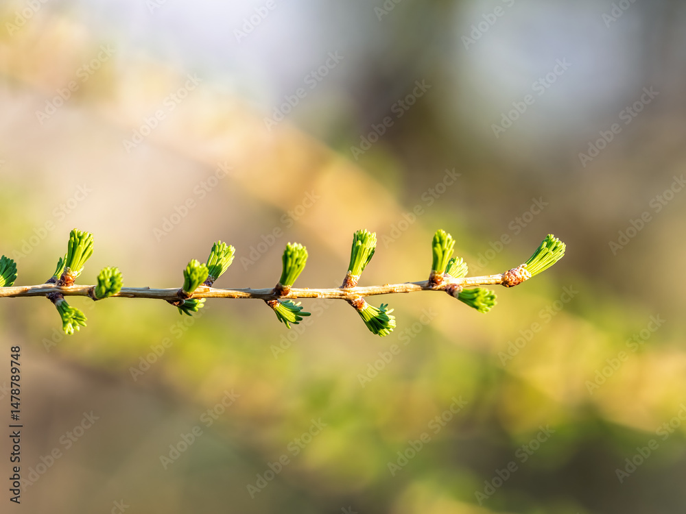 Larch tree fresh pink cones blossom at spring on nature background