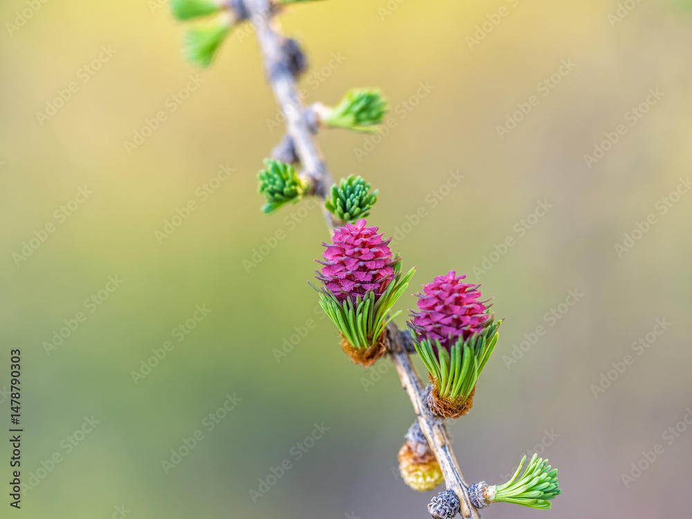 Larch tree fresh pink cones blossom at spring on nature background