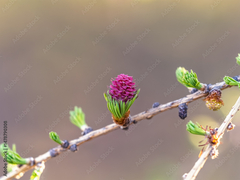 Larch tree fresh pink cones blossom at spring on nature background