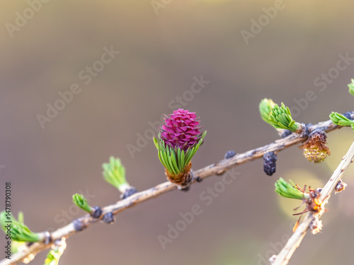 Obraz na płótnie Larch tree fresh pink cones blossom at spring on nature background w salonie