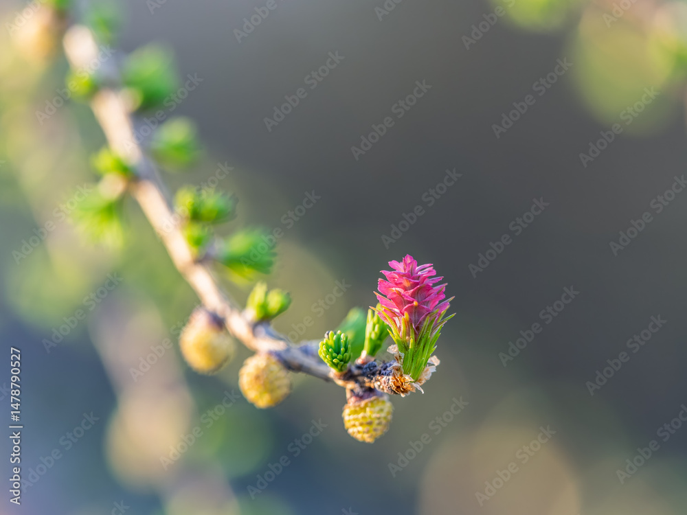 Larch tree fresh pink cones blossom at spring on nature background