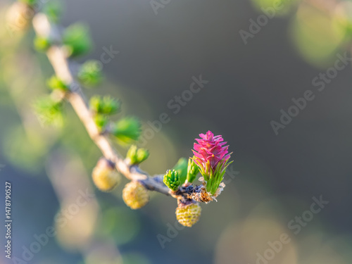 Obraz na płótnie Larch tree fresh pink cones blossom at spring on nature background w salonie