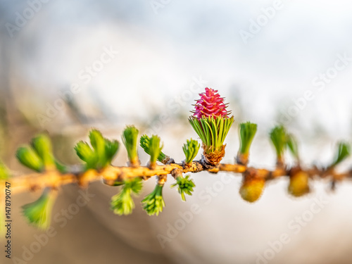 Obraz na płótnie Larch tree fresh pink cones blossom at spring on nature background w salonie