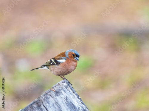 Common chaffinch, Fringilla coelebs, sits on a tree. Common chaffinch in wildlife.