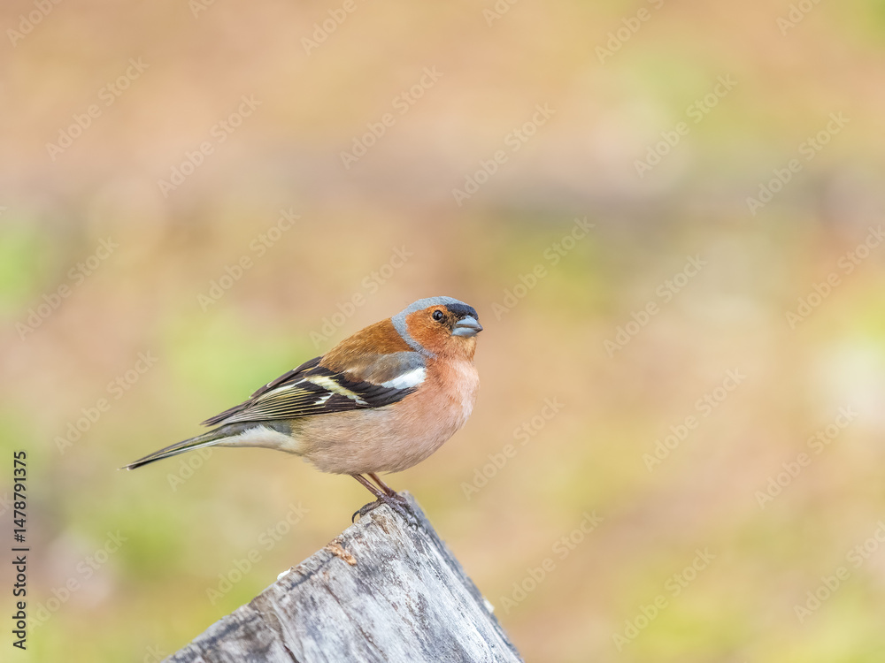 Common chaffinch, Fringilla coelebs, sits on a tree. Common chaffinch in wildlife.