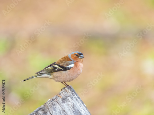 Obraz na płótnie Common chaffinch, Fringilla coelebs, sits on a tree. Common chaffinch in wildlife. w salonie