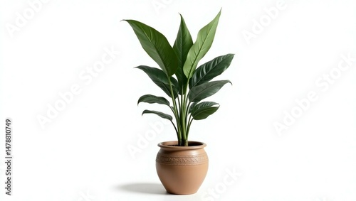 plant in a pot