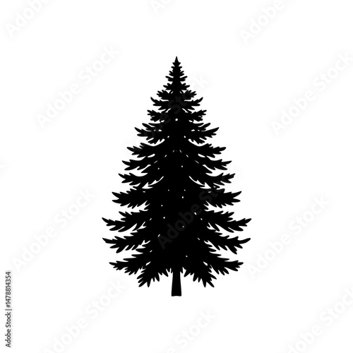 balsam fir  .svg