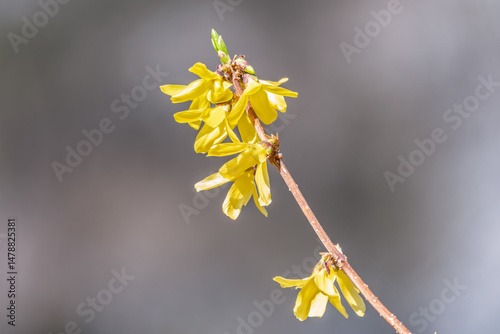 Forsythia. Blooming forsythia bush. Yellow flower on a branch of forsythia.