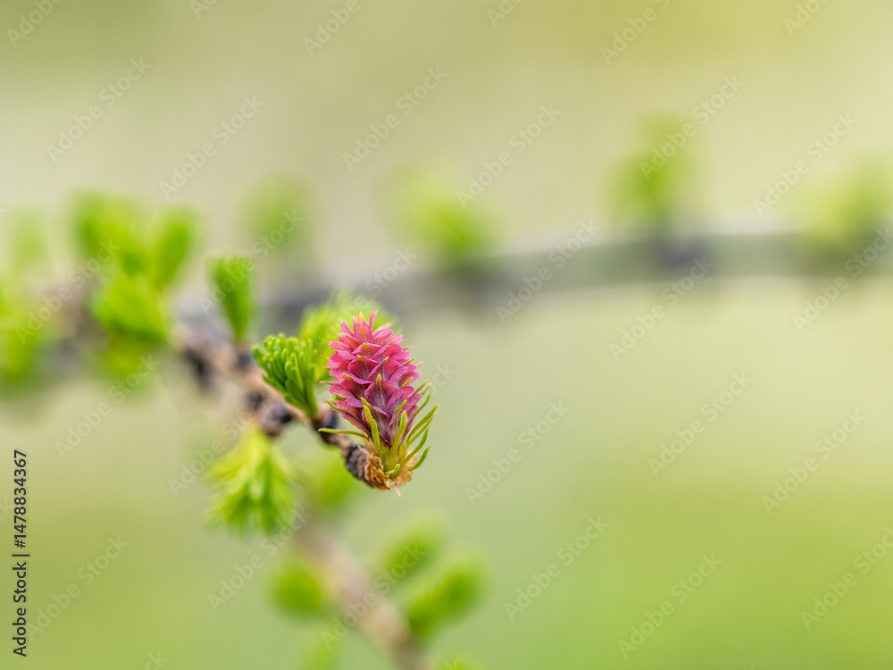Larch tree fresh pink cones blossom at spring on nature background
