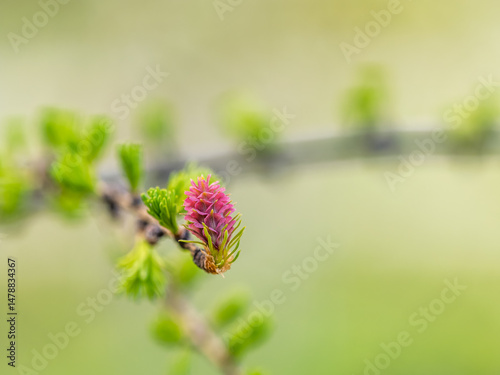 Larch tree fresh pink cones blossom at spring on nature background