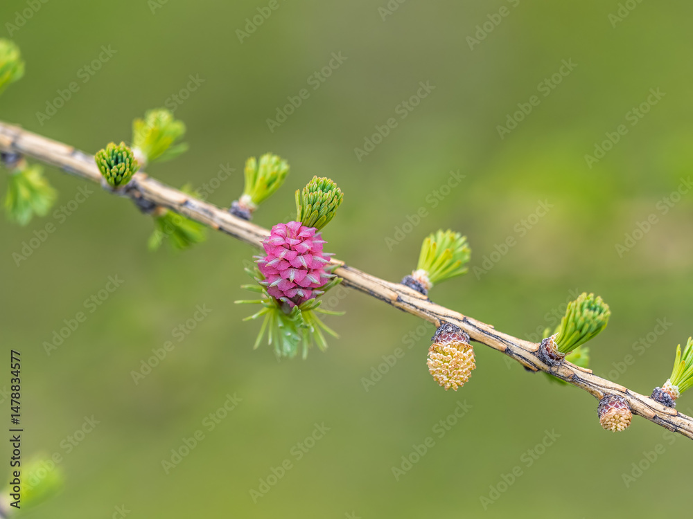 Larch tree fresh pink cones blossom at spring on nature background