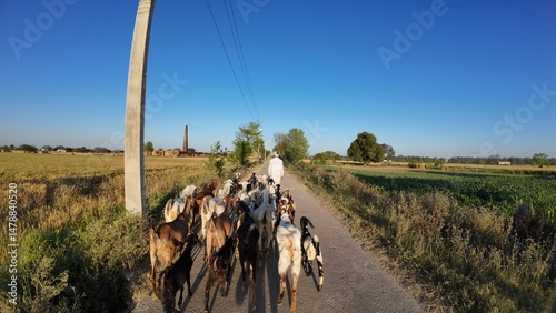 Goatherd Walking with Goats on Rural Village Road in Agricultural Landscape at Sunrise