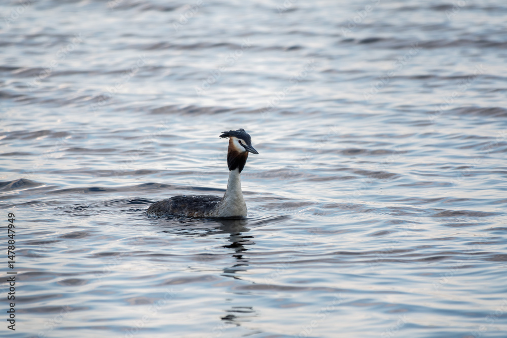 The waterfowl bird Great Crested Grebe swimming in the calm lake