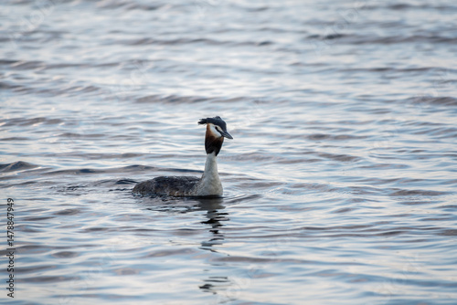 Obraz na płótnie The waterfowl bird Great Crested Grebe swimming in the calm lake w salonie