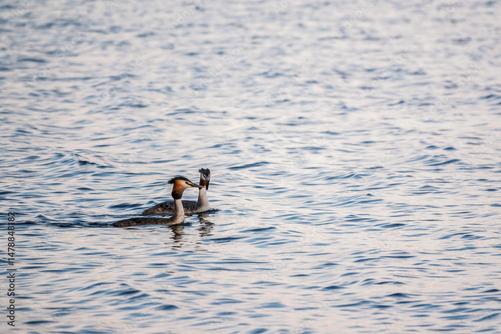 Two Great Crested Grebes swim in the lake