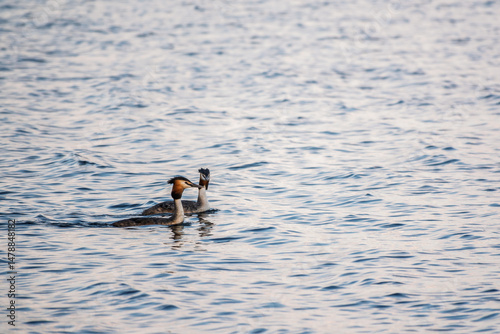 Obraz na płótnie Two Great Crested Grebes swim in the lake w salonie