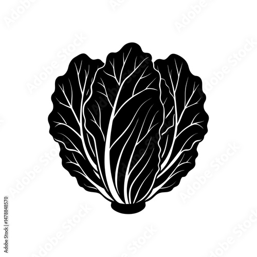 napa cabbage  