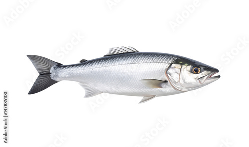 fish isolated on transparent background.