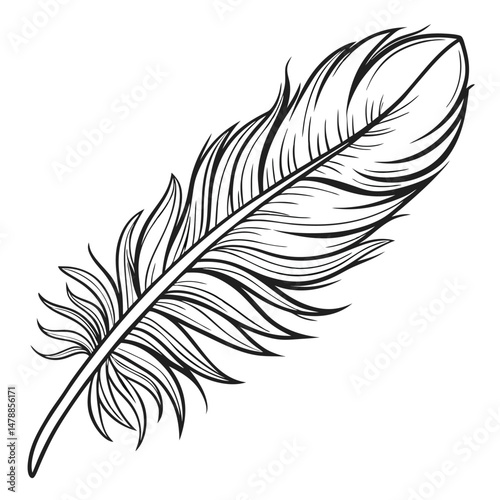 feather vector illustration
