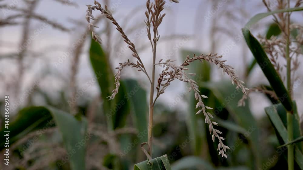 Close-up 4k tripod shot of corn tassels swaying in the wind at a field in Seewinkel, Burgenland, Austria. Evening mood with cloudy sky and soft natural light. Close-up 4k tripod shot of corn tassels swaying in the wind at a field in Seewinkel, Burgenland, Austria. Evening mood with cloudy sky and soft natural light.