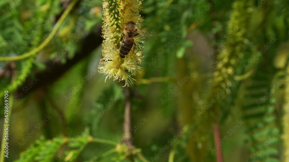 Close up shot of European honeybee lands on a fluffy Honey Mesquite (Prosopis glandulosa) flower, collecting nectar while playing a crucial role in pollination.