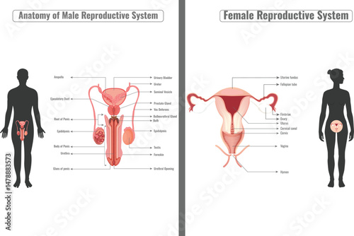 Male and Female Reproduction Differences and Similarities