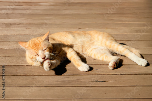 A cheerful orange cat happily enjoying the warm sun while lounging comfortably on a smooth wooden surface
