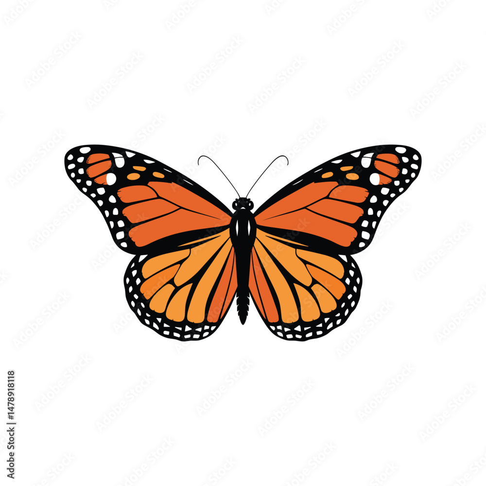 Fototapeta premium Vector Illustration of Monarch Butterfly Isolated on White Background